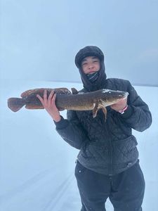 Burbot