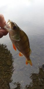 European Perch