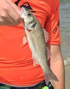 European Bass (Seabass)