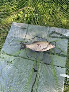 Common Bream