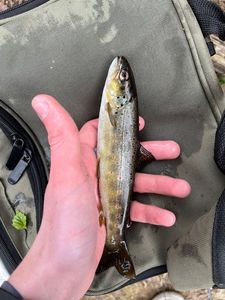 Brown Trout