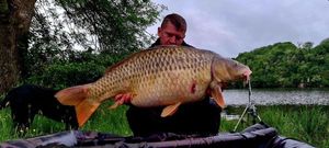 Common Carp