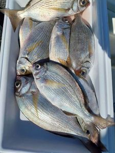 Black Seabream