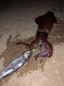 European Squid