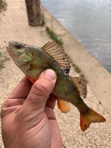 European Perch