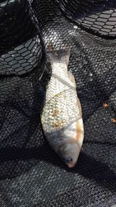 Crucian Carp