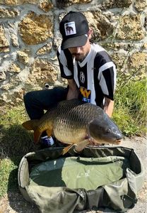 Common Carp
