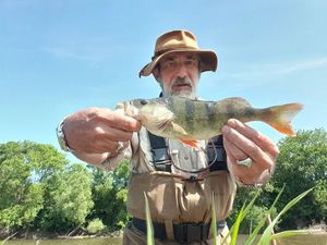 European Perch