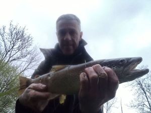 Brown Trout