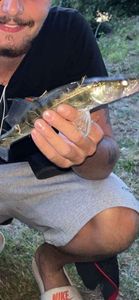 Zander