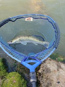 Zander