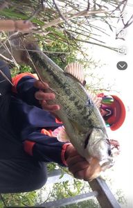 Largemouth Bass