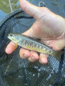 Brown Trout