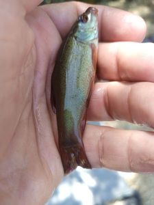 Tench