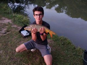 Common Carp