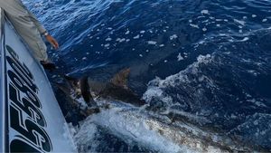 Blue Marlin (Pacific)