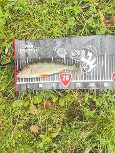 European Perch