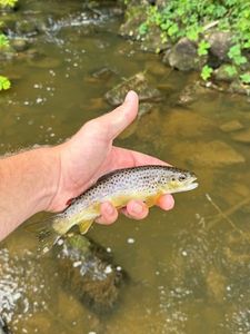Brown Trout