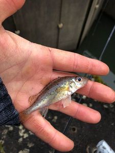 Ruffe