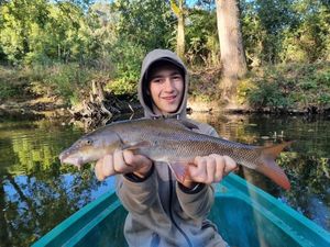 Barbel