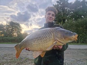 Common Carp