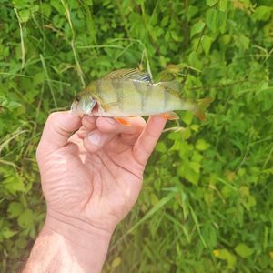 European Perch