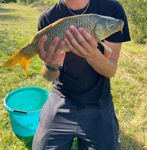 Common Carp