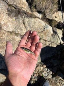Common Minnow