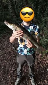 Zander