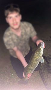 Zander