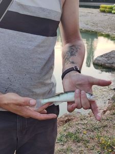 Zander