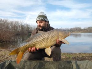 Common Carp
