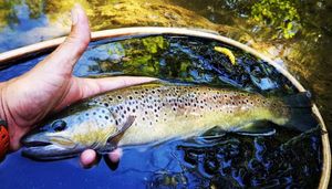 Brown Trout