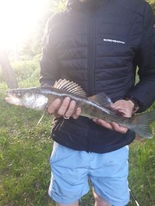 Zander