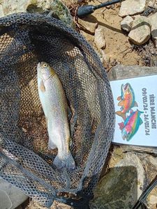 Rainbow Trout