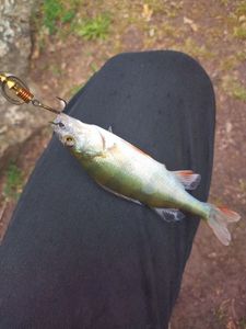 European Perch