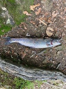 Rainbow Trout