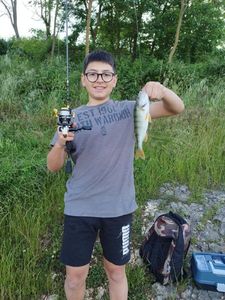 Yellow Perch