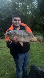 Common Carp