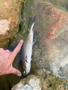 Brook Trout
