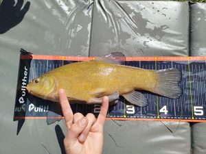 Tench