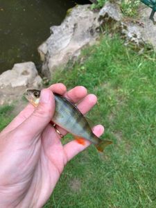 European Perch