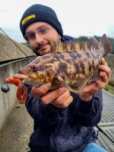Ballan Wrasse