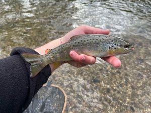 Brown Trout