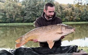 Common Carp