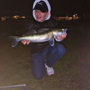 Zander