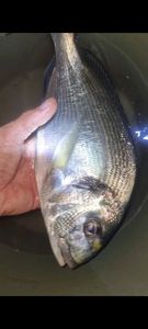 Gilthead Seabream