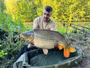 Common Carp