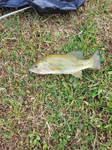 Largemouth Bass