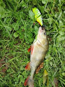 European Perch